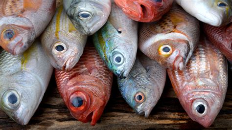 what are the cheapest fish